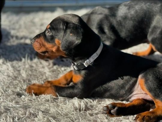 Beautiful Doberman Pinscher Puppies - Health Tested Parents