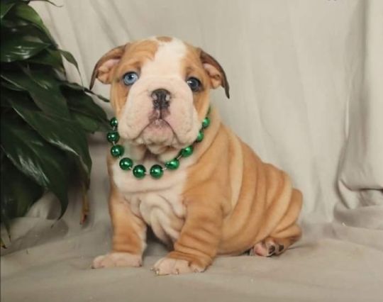 Beautiful English bulldog puppies looking for a home.