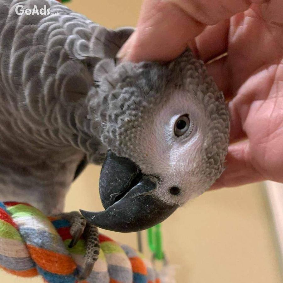 Beautiful female African grey parrot