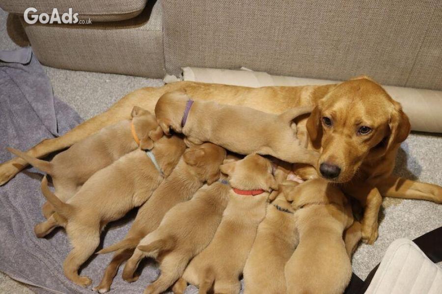  Beautiful fox Red and yellow labrador puppies