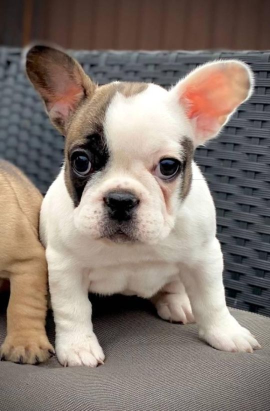 Beautiful French Bulldog puppies