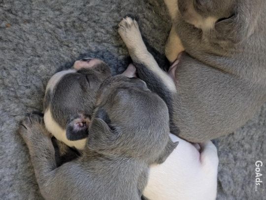 Beautiful French bulldog pups