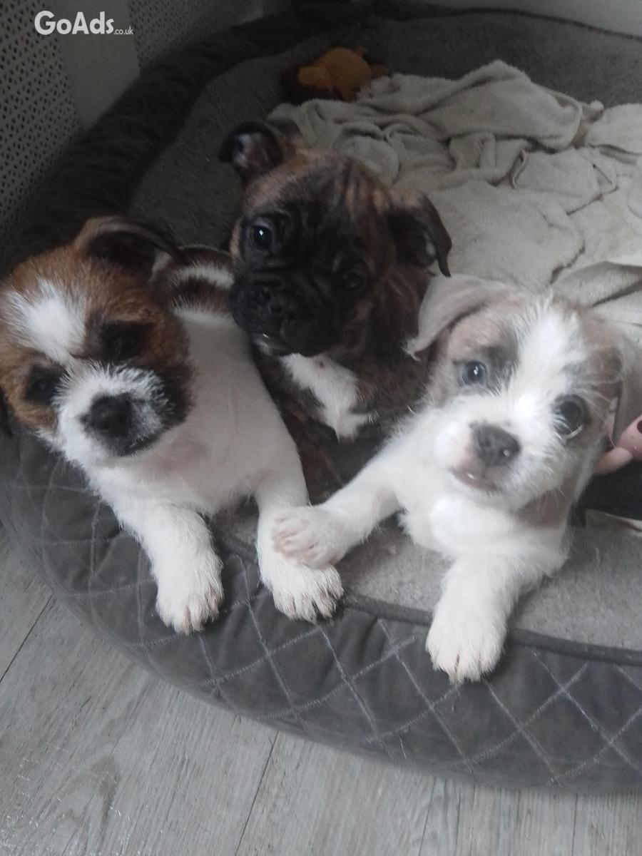 Beautiful Frenchie mixed breed puppies