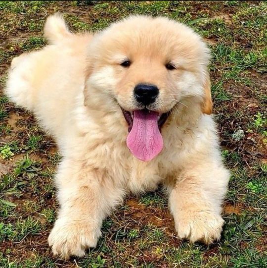 Beautiful friendly golden retriever pups
