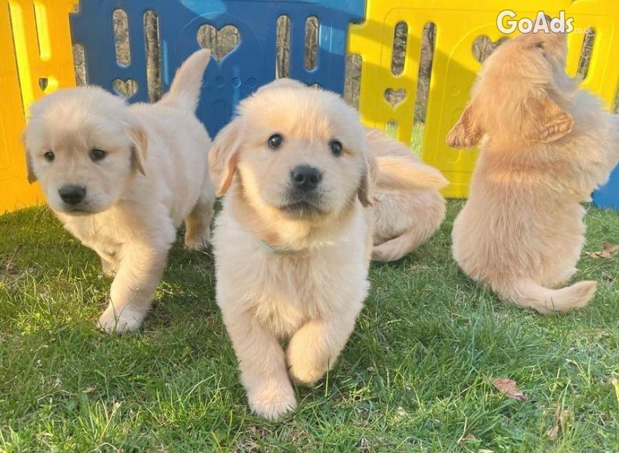  beautiful Golden Retriever puppies ready