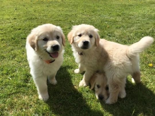 Beautiful Golden Retriever Puppies Ready