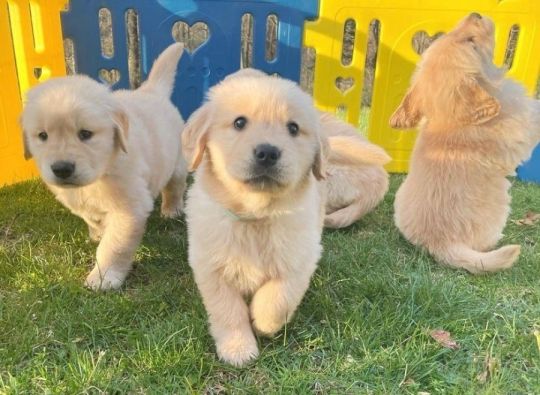 Beautiful Golden Retriever puppies