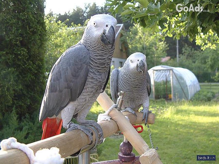 Beautiful  Gray parrots for sale .