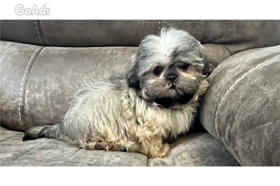 Beautiful Imperial Shih Tzu Puppies for sale
