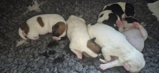 Beautiful jack Russell puppies for sale