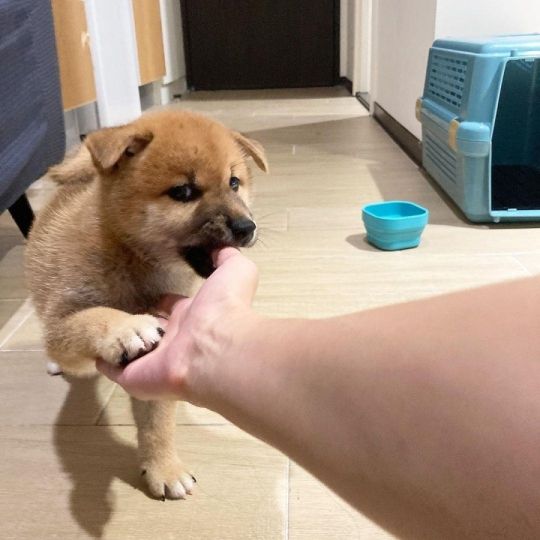 Beautiful kc registered Shiba Inu puppies
