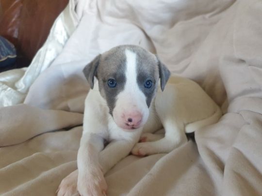 Beautiful KC registered Whippet Puppies
