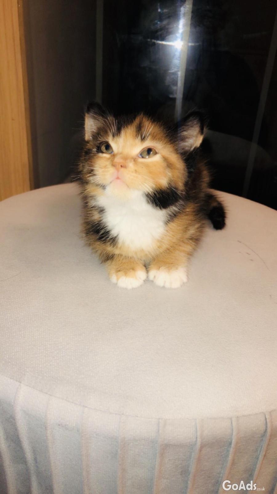 Beautiful kitten for sale 