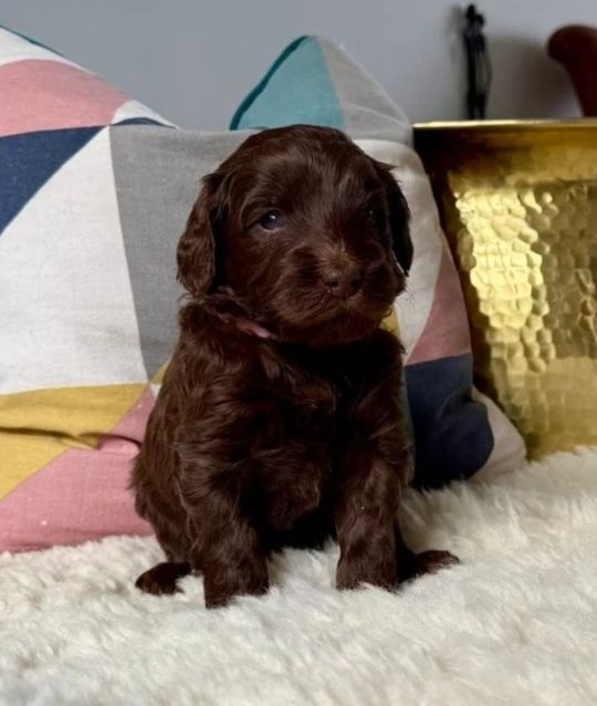 Beautiful Labradoodle puppies