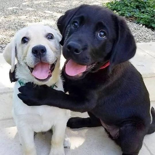 Beautiful Labrador Puppies for sale