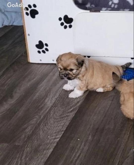Beautiful lhasa apso puppies