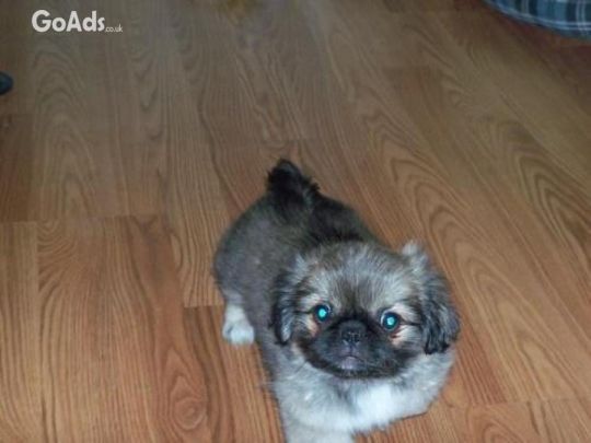 Beautiful Litter Of Pekingese Puppies