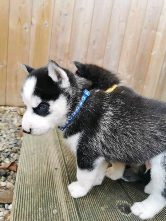 Beautiful Little Siberian Husky Puppies Ready For Your Family