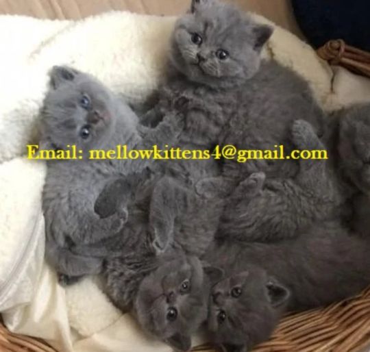 Beautiful Male and Female British Shorthair Kittens