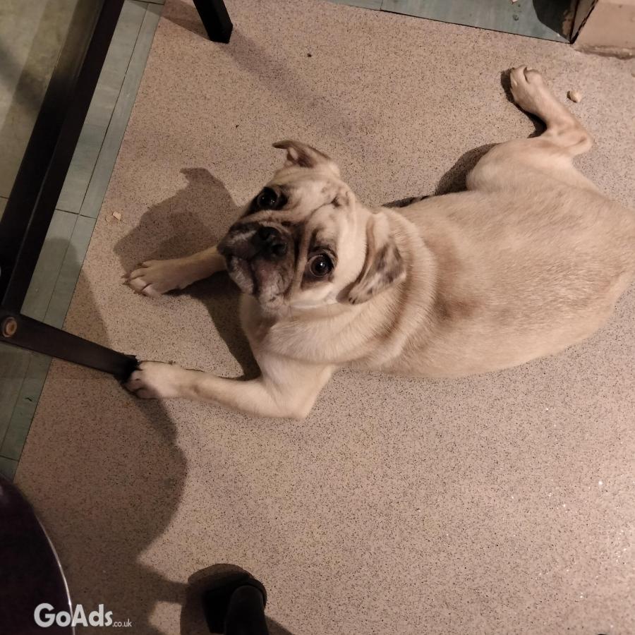 Beautiful male pug for rehoming lovely boy very affectionate & loving.