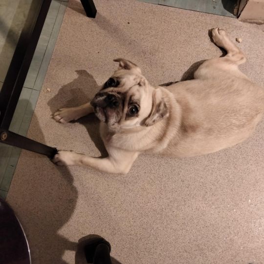 Beautiful male pug for rehoming lovely boy very affectionate & loving.