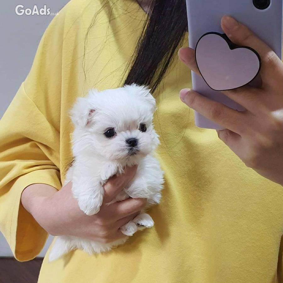 Beautiful Maltese puppies available for sale