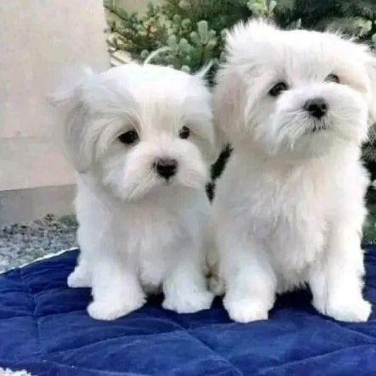 Beautiful Maltese puppies