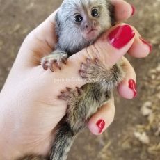 Beautiful Marmoset monkeys available