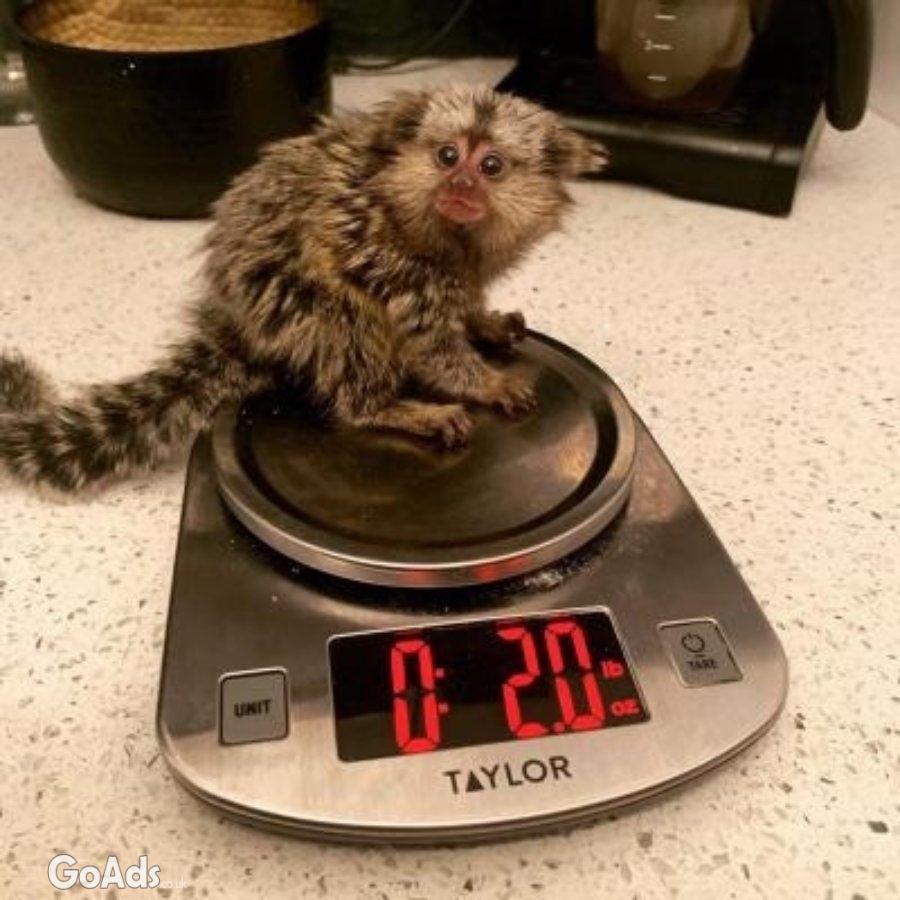 Beautiful Marmoset monkeys available