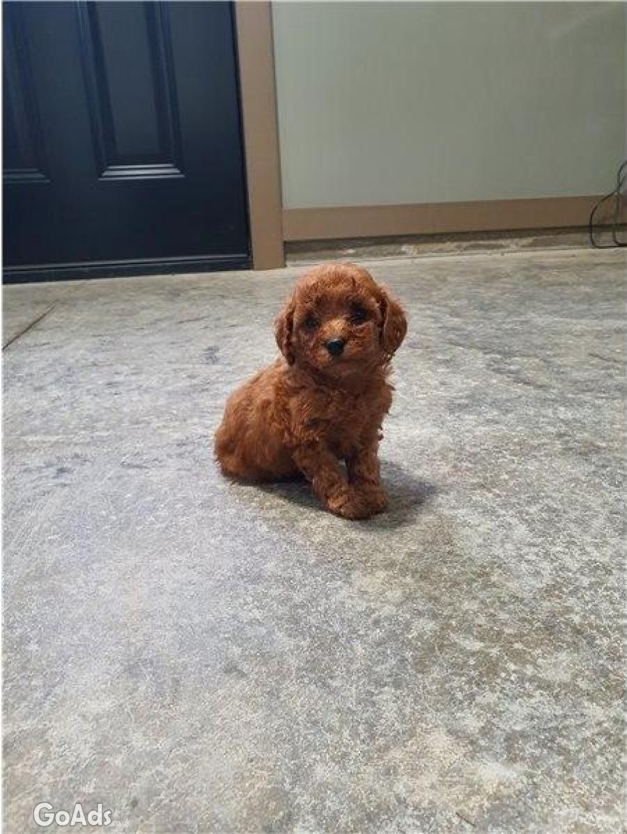 Beautiful Miniature Poodle puppies for good homes