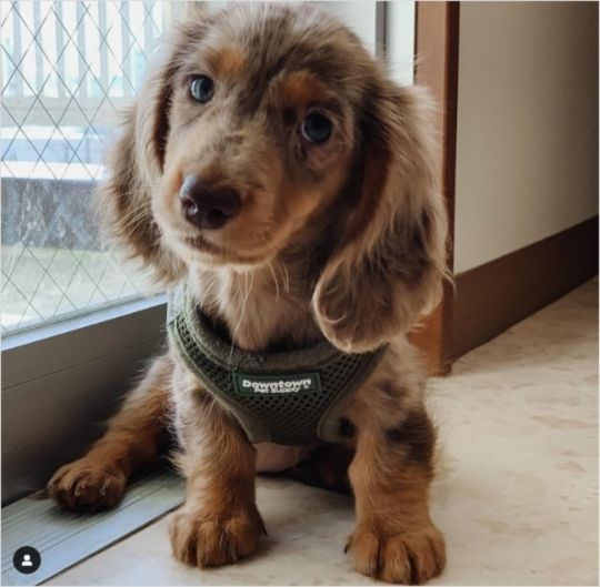 Beautiful miniture dachshund puppy’s
