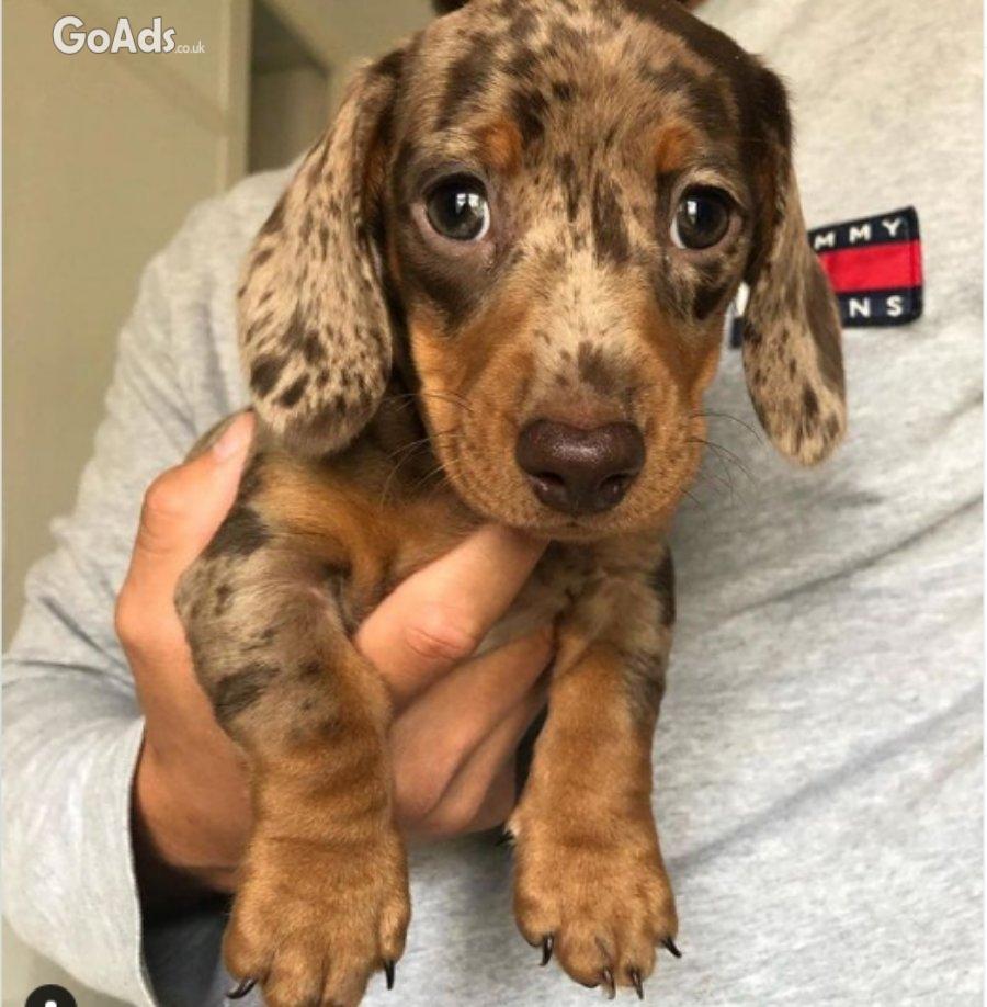 Beautiful miniture dachshund puppy’s