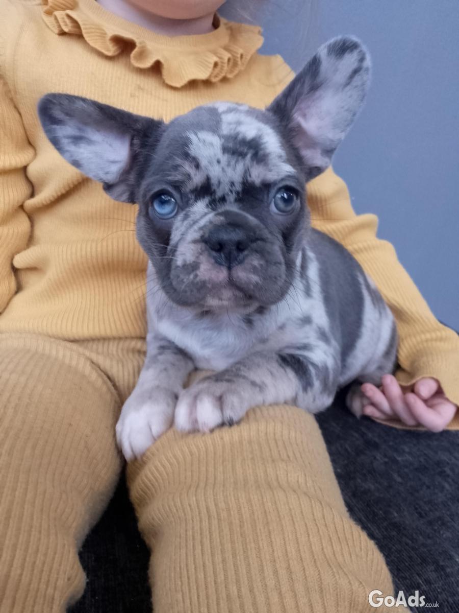 Beautiful mixed litter of french bull dogs