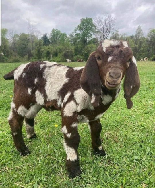 Beautiful Nubian Boer goat for sale