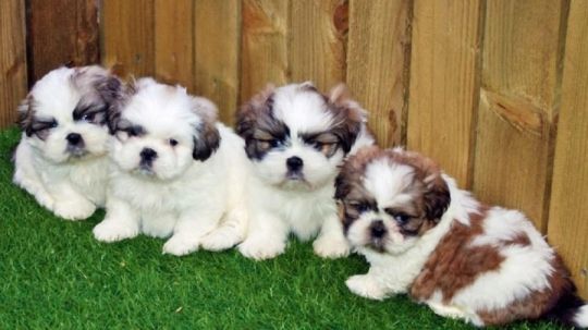 Beautiful pedigree shih tzu pups