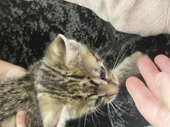 Beautiful playful fur babies