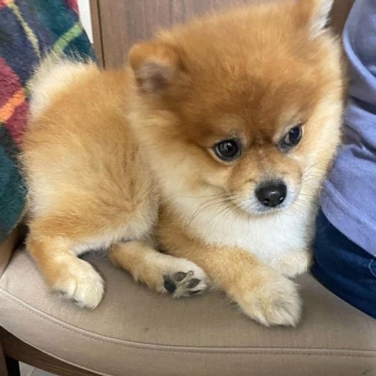 Beautiful Pomeranian available
