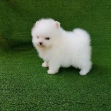 Beautiful Pomeranian puppies for good home