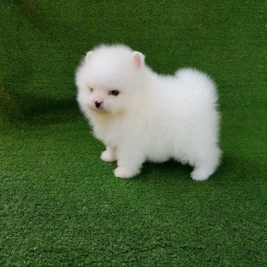 Beautiful Pomeranian puppies for good home