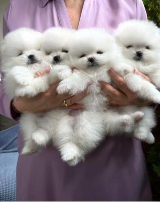 Beautiful Pomeranian Teacup puppies available.