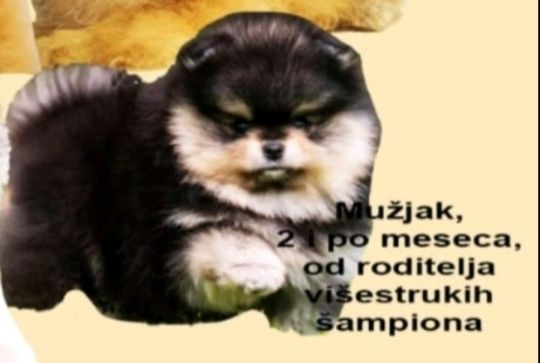 Beautiful Pomeranians from BOO