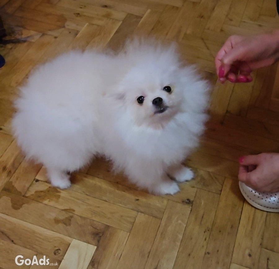 Beautiful Pomeranians from BOO