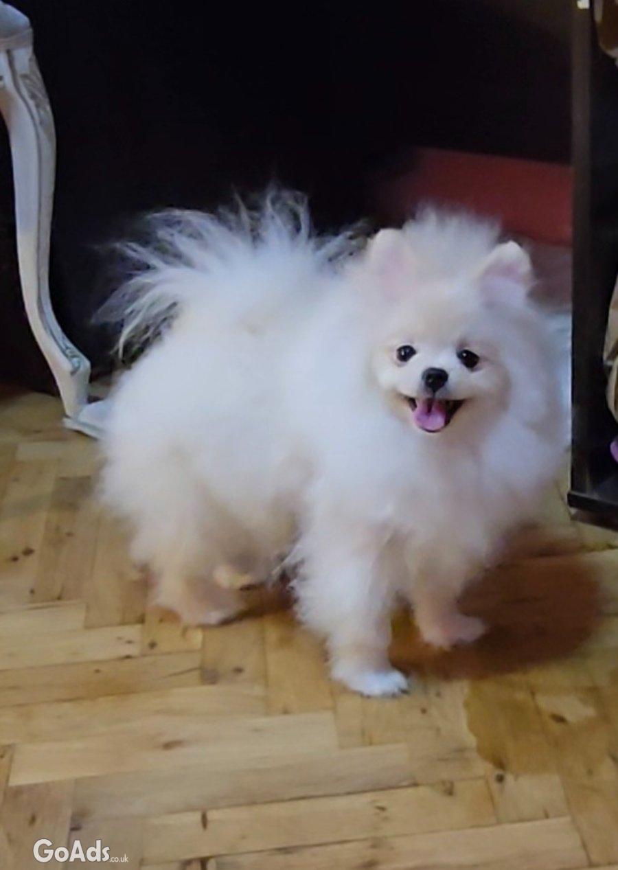 Beautiful Pomeranians from BOO