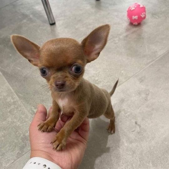 Beautiful puppies available