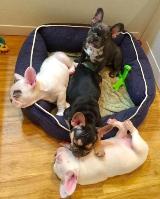 Beautiful Puppies French Bulldog.