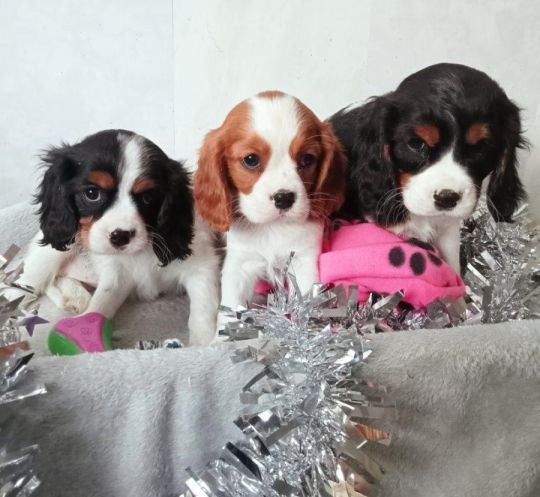 Beautiful puppies