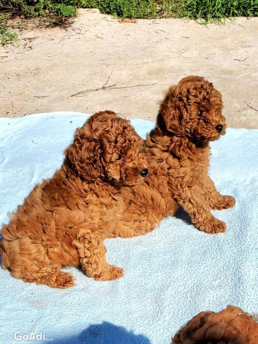 Beautiful Red toy poodles Puppies