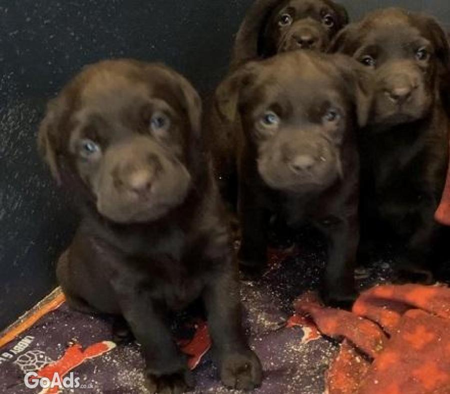 Beautiful Reg chocolate Labrador puppies 
