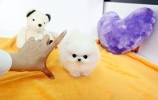 Beautiful Registered Pomeranian Puppies available