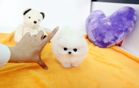 Beautiful Registered Pomeranian Puppies available